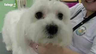 Krvoločni maltezer aggressive maltese [upl. by Laeynad]