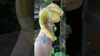 Pretty babies 🥰 reptiles reptilekeeping reptileroom [upl. by Izy]