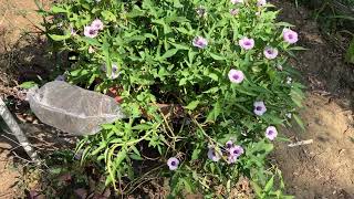 The 2024 examples of the ornamental sweet potato Miss Bloom [upl. by Kokaras]