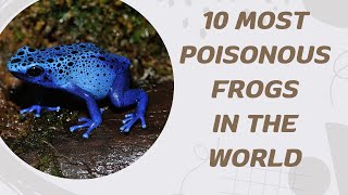 10 Most Poisonous Frogs In The World [upl. by Phila455]