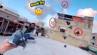 Good Fight pigeon 🤟😱🔥 [upl. by Airbmat]