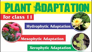 Plant Adaptation  Hydrophytic Mesophytic and Xerophytic Adaptation [upl. by Brynne]