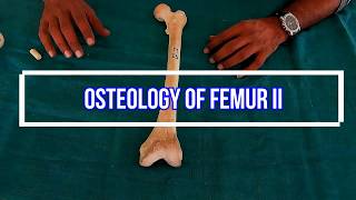 Osteology of femur II Side side determination  Anatomical Position  Attachments  Applied [upl. by Elag]