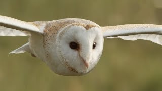 Graceful Barn Owl Hunting in the Daytime  BBC Earth [upl. by Assyli]