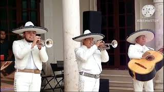 Mariachi Juvenil emperadores  Mariachis Tulum [upl. by Ikairik281]