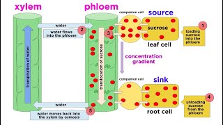 Types of Plant Tissues [upl. by Panta]