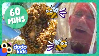 60 Minutes Of Honeybees And Other Buzzy Scaly Slithering Animals  Dodo Kids  Animal Videos [upl. by Mayap766]