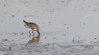 Curlew sandpiper [upl. by Jason533]