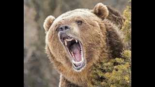 Grizzly Bear Attack On Friday The 13th [upl. by Thisbe]