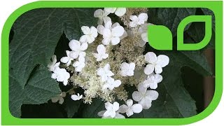 Eichenblättrige Hortensie als SchattenBalkonpflanze Hydrangea quercifolia [upl. by Auqemahs]