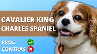 VENTAJAS Y DESVENTAJAS DE TENER UN CAVALIER KING CHARLES SPANIEL [upl. by Annissa371]