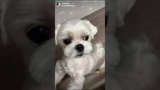 Jisoos Dalgom🐩 is dam Pretty and adorable  IG story  Take a look  🐩 [upl. by Pierette]