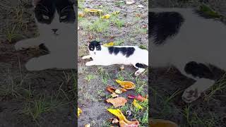 Catlover catlovers catvideos catshorts catvlog catviral unclerich [upl. by Harts]