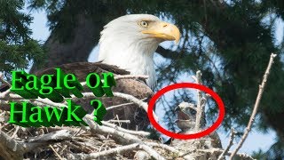 Hawk raised by Eagles  The complete Story [upl. by Beach]