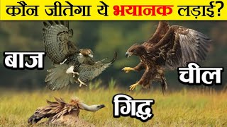 क्या होगा जब लड़ेंगे आसमान के 3 महादानव  Eagle vs Hawk vs Vulture Fight  कौन है सबसे खतरनाक [upl. by Ettesoj864]