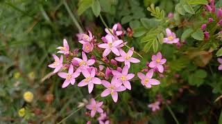 Natures Whispers Common Centaury in Picturesque Cumbria [upl. by Pren]