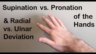 Supination vs Pronation Radial vs Ulnar Deviation of the Hand [upl. by Dressler938]