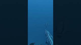 Not today alchemyspearfishing spearfishing [upl. by Arikahc]