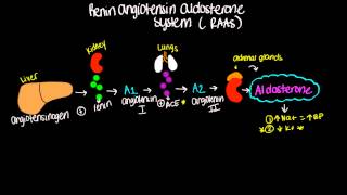 Renin Angiotensin Aldosterone System RAAS  Short and sweet [upl. by Rooker940]