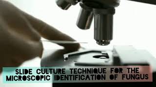 Slide culture microscopy to identify fungus [upl. by Neyu744]