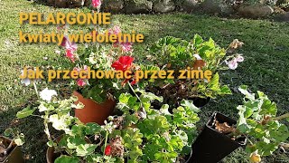 Pelargonie  kwiaty wieloletnie Jak przechować przez zimę [upl. by Spatola]