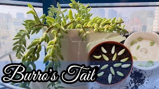 How to Propagate Burros Tail [upl. by Ahsikym]