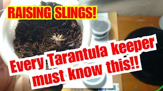 Tarantula sling Care Guide made easy and simple [upl. by Johst]