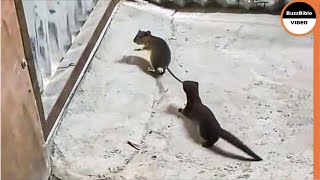 Weasel Rips a Mouse To Death  Look How He Caught it [upl. by Naid440]