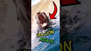 🌊 Unexpected Sea Lion Attack Man vs Sea Lion for a Fish shorts shortvideo shortfeed [upl. by Akeret]