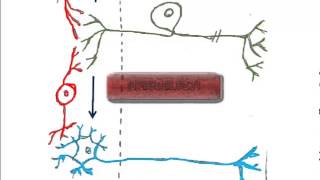 2 Types of Neurons and the Reflex Arc [upl. by Willmert]