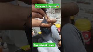 Paralyzed pigeon treatment hospital 🏥 😢 😪 paralyzedpigeon treatment birds savebird short 🙏🙏 [upl. by Weidner]