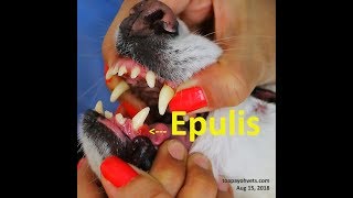 Epulis gum tumour in a 10yearold Spitz Pt 12 [upl. by Otte]