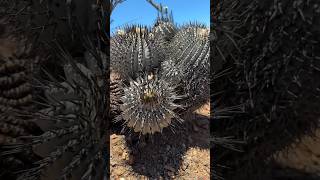 Link in the comments Searching for beautiful Copiapoa cinerea cactus in habitat to show you 🤩 [upl. by Ariamoy]