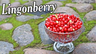 LINGONBERRY  Blueberrys Delicious Cousin  Weird Fruit Explorer [upl. by Goddard]