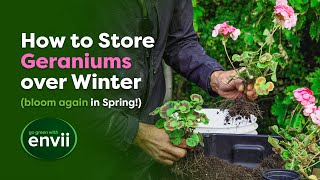 Complete Guide to Overwintering Geraniums [upl. by Ahsiuqel]