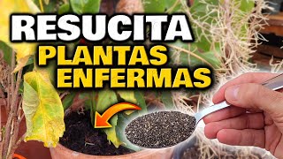 REVIVE y SALVA tus PLANTAS ENFERMAS o con HOJAS AMARILLAS y SECAS  Abono Casero POTENTE 100 GRATIS [upl. by Iralam]