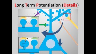 longterm potentiationLTP details [upl. by Ilajna211]