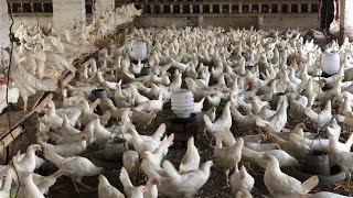 Hen Farm  Egg poultry Farm Business Plan  Farming  Hen Farming  Part 56 [upl. by Yvan146]