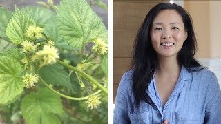 Little Known Health Benefits of Hops Humulus lupulus [upl. by Llednav]