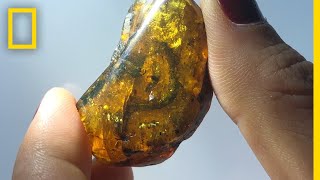 99MillionYearOld Baby Snake Fossil Found in Amber—First Of Its Kind  National Geographic [upl. by Lenox462]