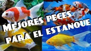 MEJORES PECES PARA ESTANQUE  Peces de agua fría [upl. by Wake]