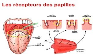 Physiologie du goût [upl. by Diaz]