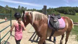 Équitation thérapeutique  les chevaux du Galopin toujours à lœuvre  Estrieplus [upl. by Valencia]