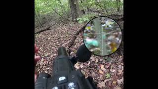 Squirrel Hunt Leshiy 2 americansquirrelhunter squirrelhunting squirrelhunter [upl. by Giraud]