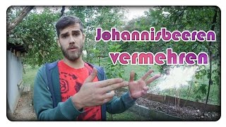 Johannisbeeren durch Stecklinge vermehren [upl. by Oribel]