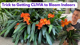 CLIVIA Houseplant  How to Grow amp Flower Root Prune C miniata  Do this in Fall [upl. by Corny259]