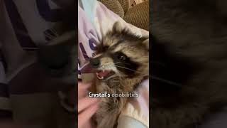 Raccoon grooms dog like a sibling [upl. by Munster]