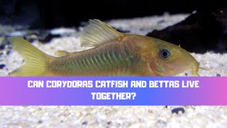 Can Corydoras Catfish And Bettas Live Together A Bettas Perfect Tank Mate [upl. by Midge520]