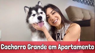 DICAS PARA TER CACHORRO DE PORTE MÉDIOGRANDE EM APARTAMENTO [upl. by Ygief]