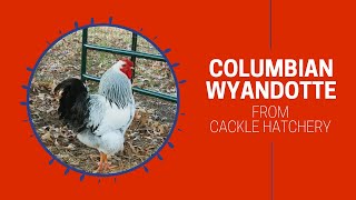 Columbian Wyandotte Chicken Breed Breeder Flock  Cackle Hatchery [upl. by Aleakam966]